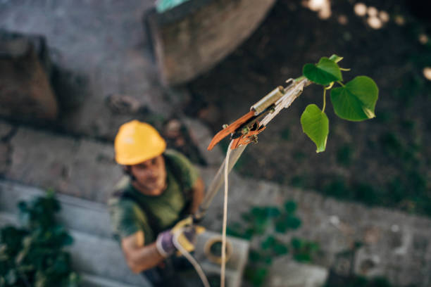 Mulching Services in Larkfield Wikiup, CA